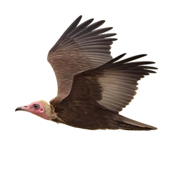 Hooded Vulture, in flight