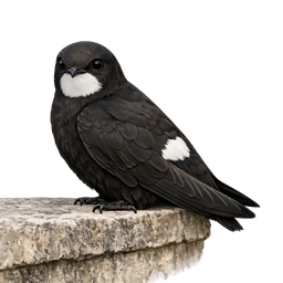 House Swift