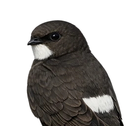 House Swift, profile