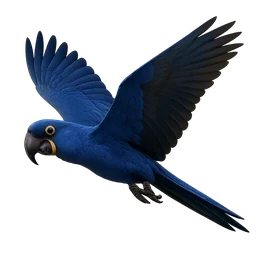 Hyacinth Macaw, in flight