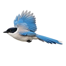 Iberian Magpie, in flight