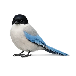Iberian Magpie
