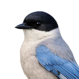 Iberian Magpie, profile