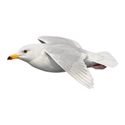 Iceland Gull, in flight
