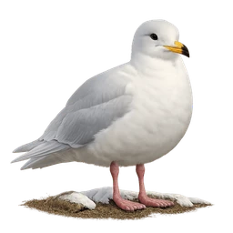 Iceland Gull