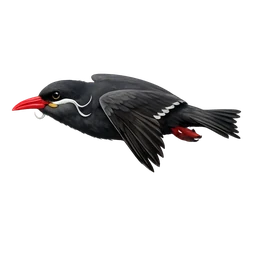 Inca Tern, in flight