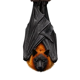 Indian Flying Fox