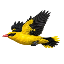 Indian Golden Oriole, in flight