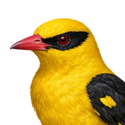 Indian Golden Oriole, profile