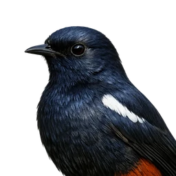Indian Robin, profile