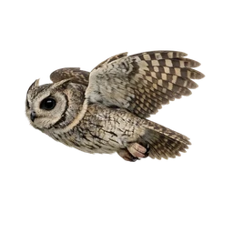 Indian Scops-Owl, in flight