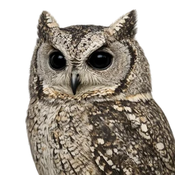 Indian Scops-Owl, profile
