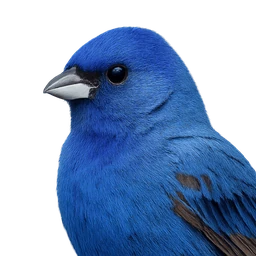 Indigo Bunting, profile