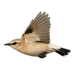 Isabelline Wheatear, in flight