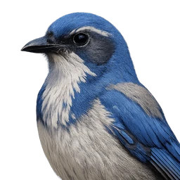 Island Scrub-Jay, profile