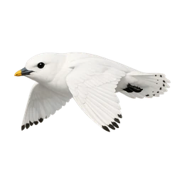 Ivory Gull, in flight