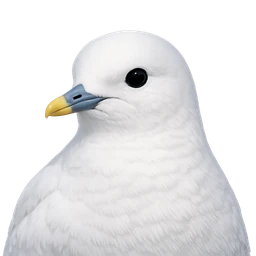 Ivory Gull, profile