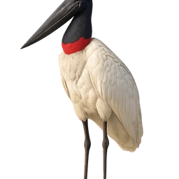 Jabiru