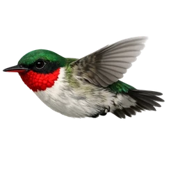 Jamaican Tody, in flight