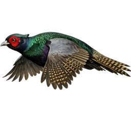 Japanese Green Pheasant, in flight