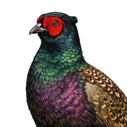 Japanese Green Pheasant, profile
