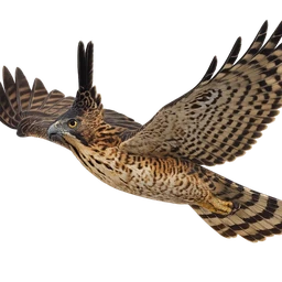 Javan Hawk-Eagle, in flight