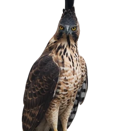 Javan Hawk-Eagle