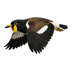 Javan Lapwing, in flight