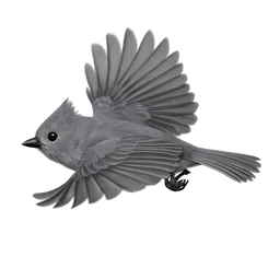 Juniper Titmouse, in flight