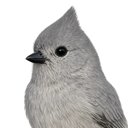 Juniper Titmouse, profile