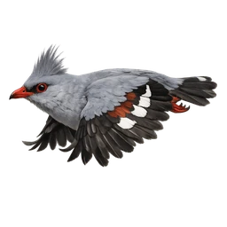 Kagu, in flight