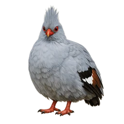 Kagu