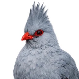 Kagu, profile