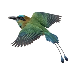 Keel-billed Motmot, in flight