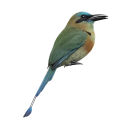 Keel-billed Motmot