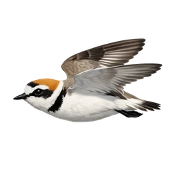 Kentish Plover, in flight
