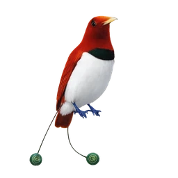 King Bird-of-paradise