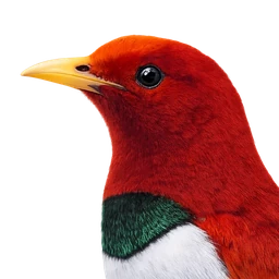 King Bird-of-paradise, profile