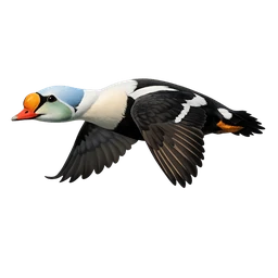King Eider, in flight