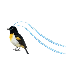 King-of-Saxony Bird-of-paradise