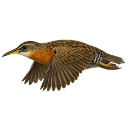 King Rail, in flight