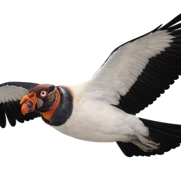 King Vulture, in flight