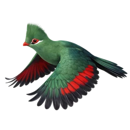Knysna Turaco, in flight