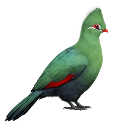 Knysna Turaco