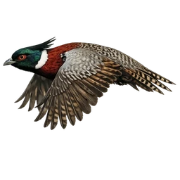 Koklass Pheasant, in flight