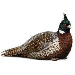 Koklass Pheasant