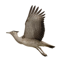 Kori Bustard, in flight