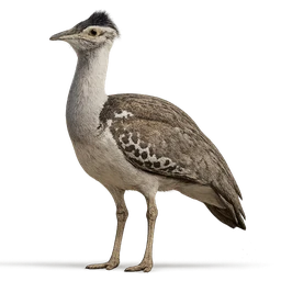 Kori Bustard