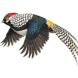 Lady Amherst’s Pheasant, in flight