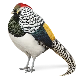 Lady Amherst’s Pheasant